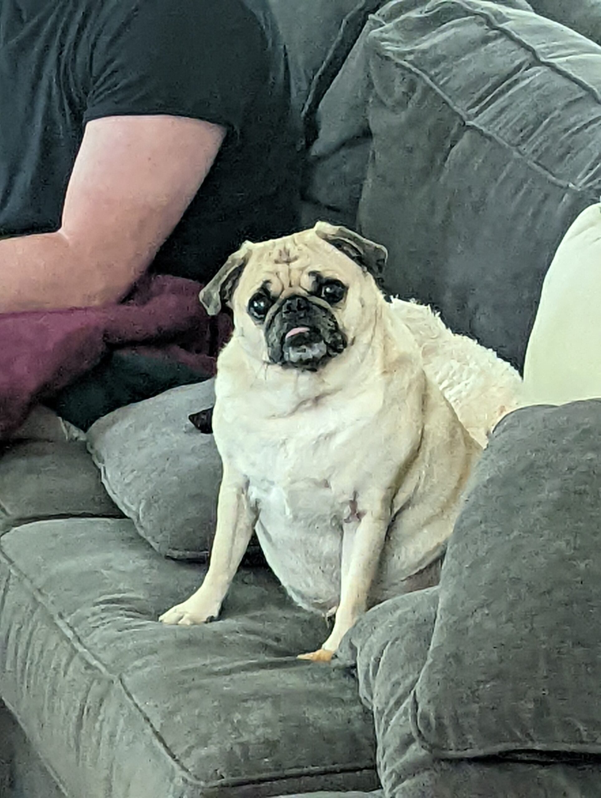 Small light-colored pug sitting on gray stone steps, looking at the camera with a wrinkled face.