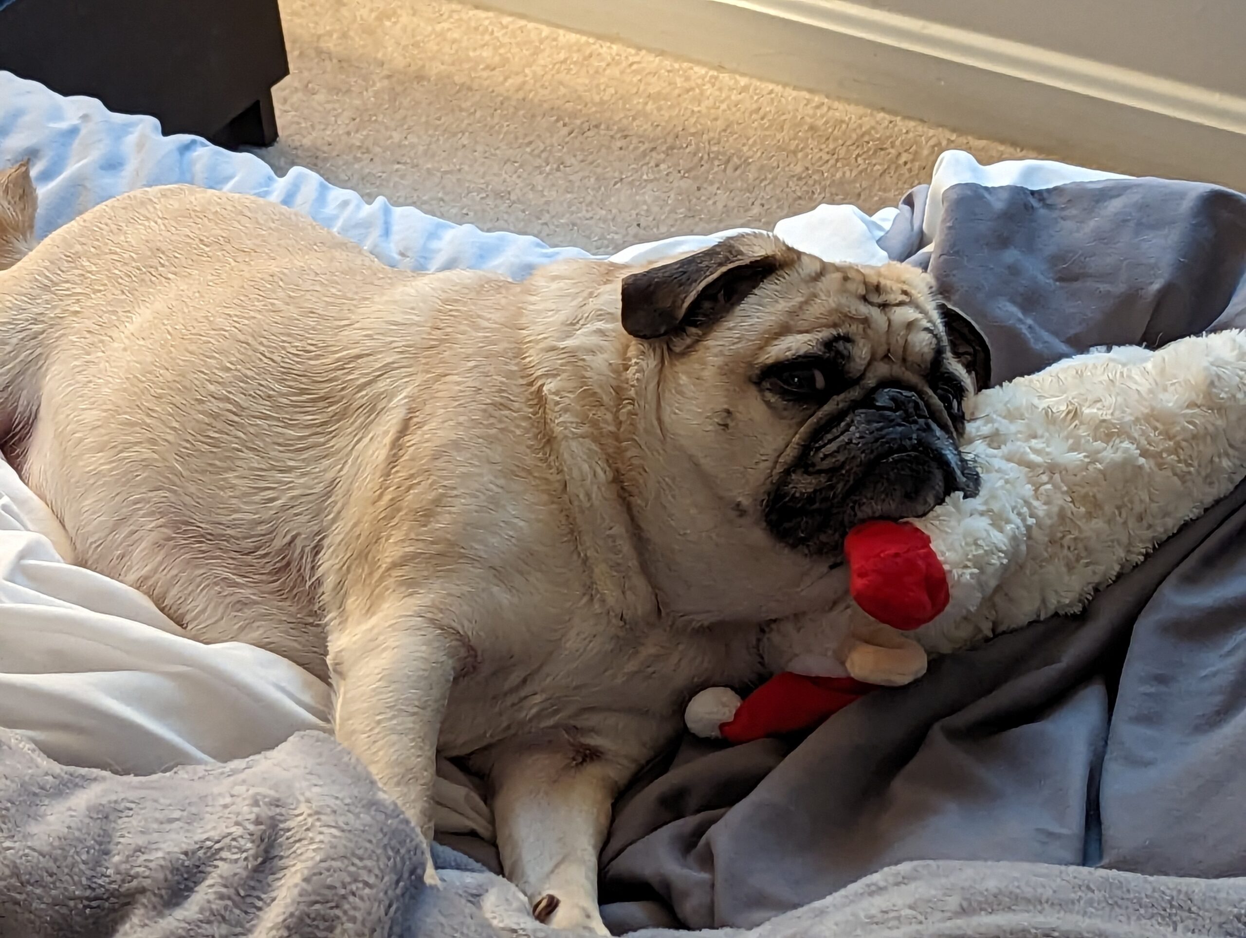 A light brown pug lying on a bed with a plush red-and-white toy nearby, resting on soft blankets.