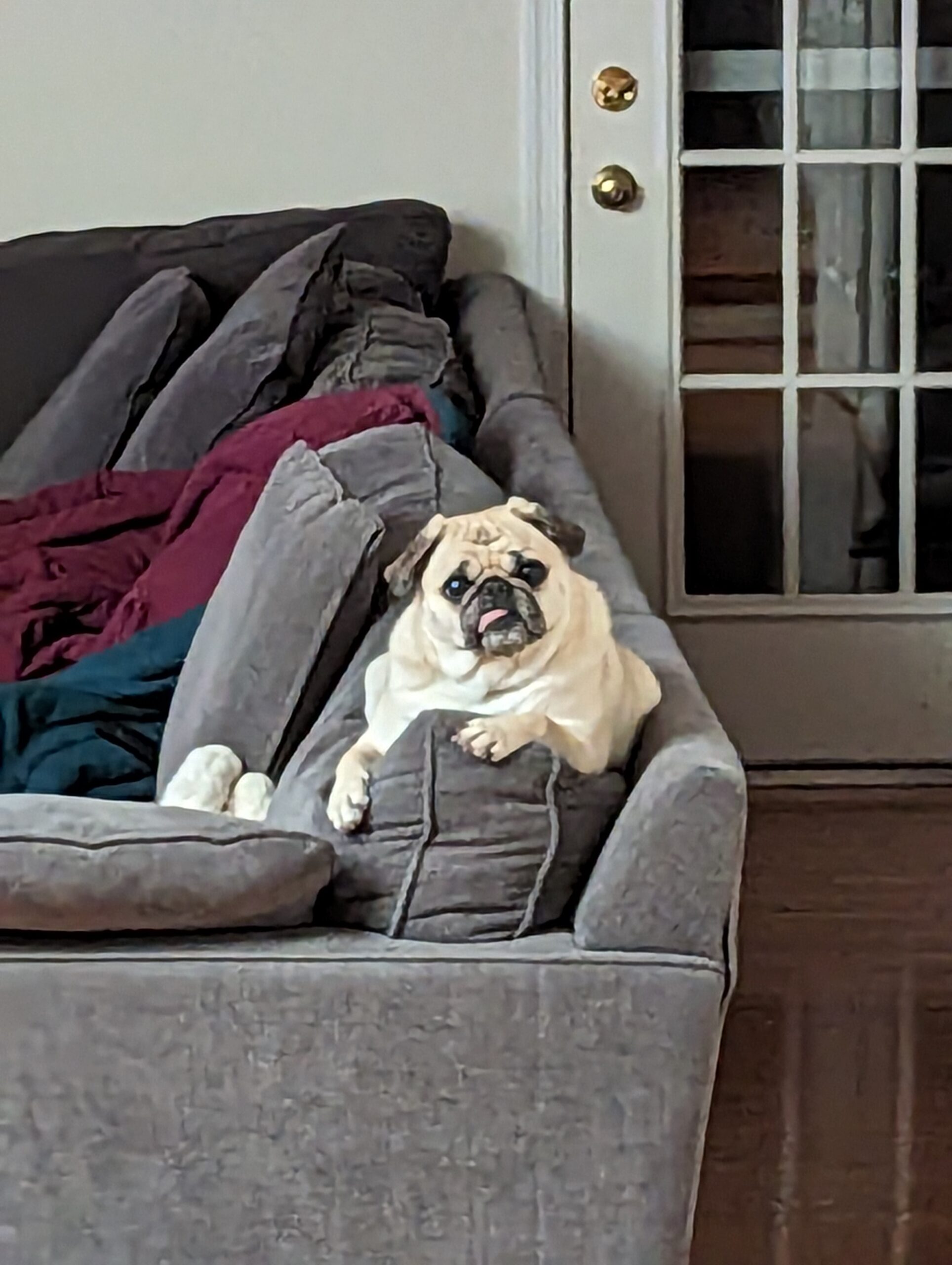 Pug lounging on a gray couch with layered blankets, beside a glass-paned door.