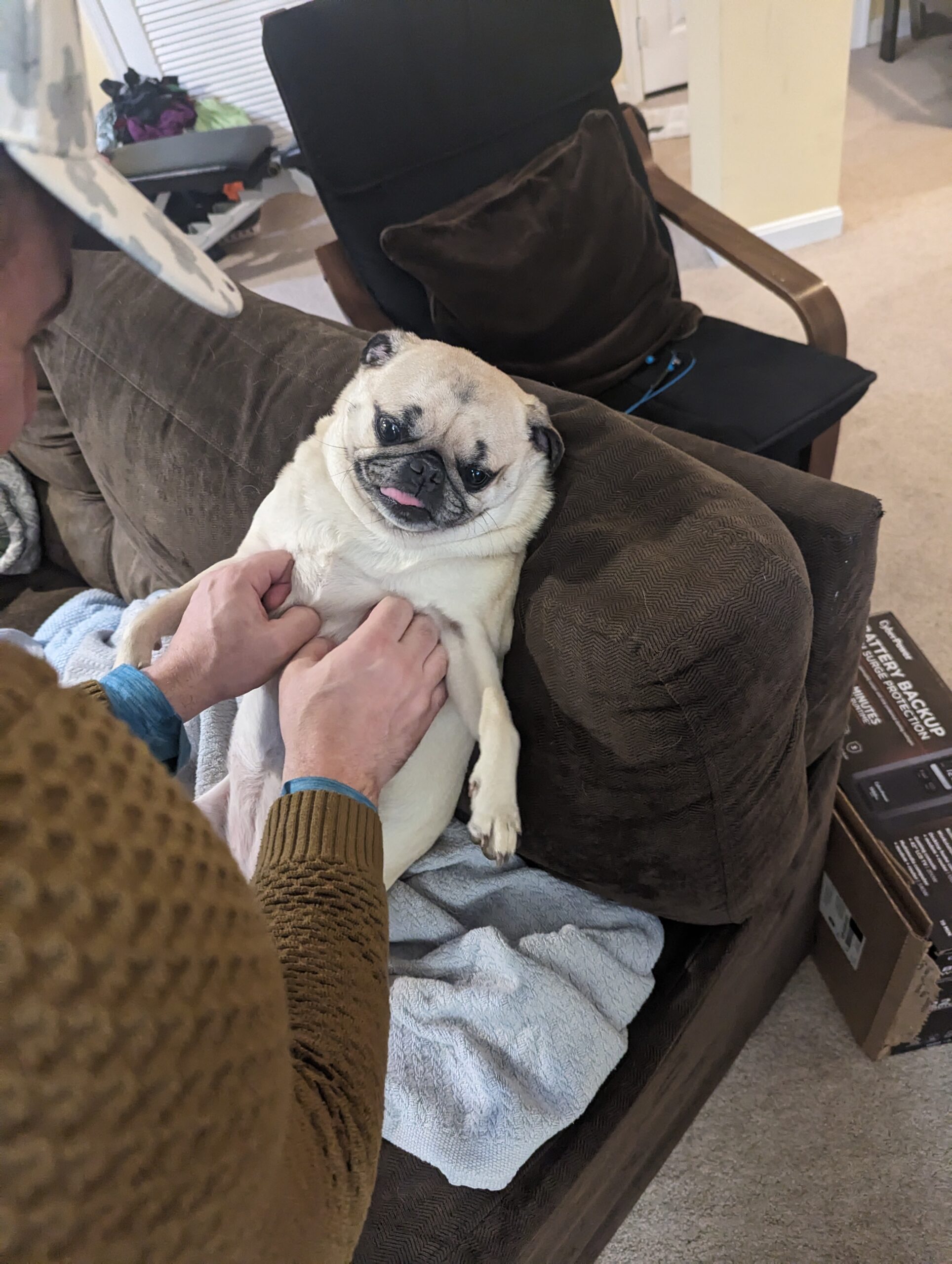 Small pug being held on a brown couch, tongue out, by a person in a brown sweater.